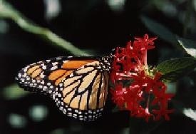 English Department Page's picture usually goes here